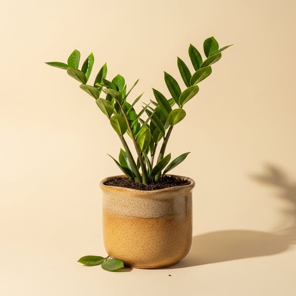 ZZ Plant houseplant